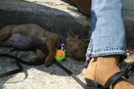 Img2576t.jpg